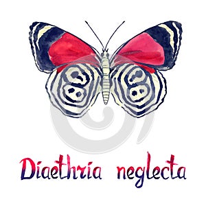 Diaethria neglecta, hand painted watercolor illustration with handwritten inscription photo