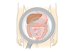 Diagnose human Digestive system with Magnifying glass.