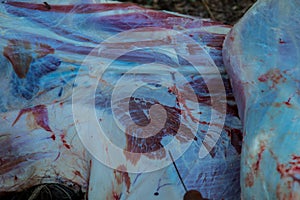 Diagnosis of buffaloes