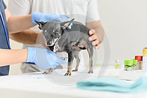 Diagnosis and treatment of animals. Close up dog in a vet clinic