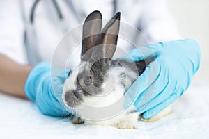 Diagnostics of health of pet in veterinary clinic. rabbit in arms of medical worker