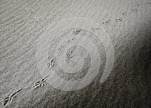 Diagonal bird footprints in desert