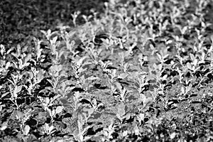 Diagonal black and white offsprings background photo