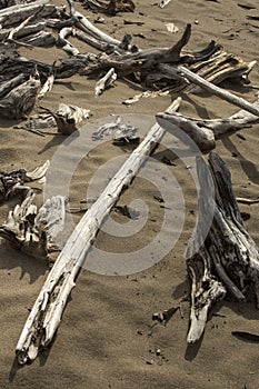 Diagonal, bleached driftwood log on sandy beach of Flagstaff Lak