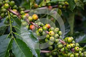 Diagonal branch of coffee plant with mainly green, yellow beans