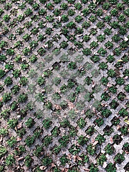 Diagonal bricks with holes and grass