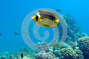 Diagonal Butterfly fish