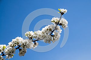 Diagonal cherry blossom branch