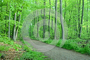 Diagonal forset path in a sping colored forest