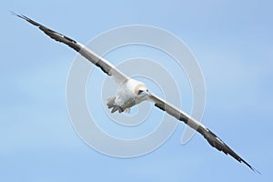Australasian gannet in flight