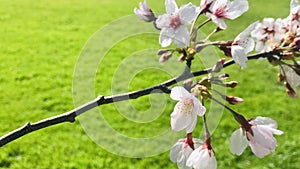 Diagonal Japanese cherry blossoms, Green lawn background, selective focus.