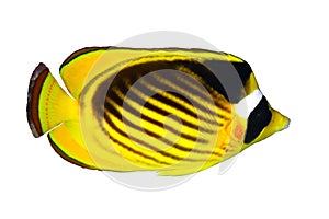 Diagonal-lined butterflyfish