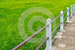 Diagonal lines of concrete pathway through green rice field