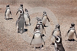 Diagonal penguins