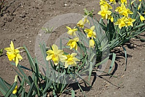 Diagonal row of flowering yellow narcissuses