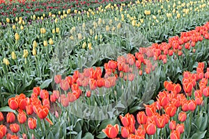 Diagonal rows of different coloured tulips red, yellow, purple