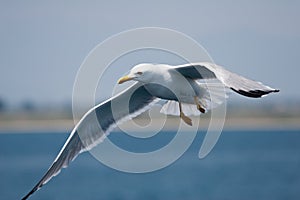 Diagonal sea gull photo