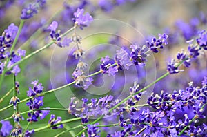 Diagonal spikes of purple English Lavender flowers