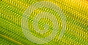 Diagonal Striped Green Yellow Leaf Macro Pattern