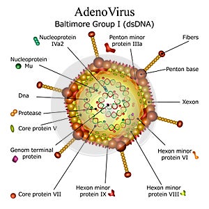 Diagram of Adeno virus particle structure
