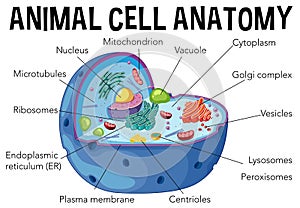 Diagram of animal cell anatomy