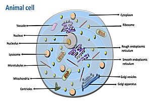 diagram of animal cell eukaryotic cell labeled photo