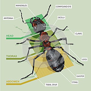 Diagram of an ant