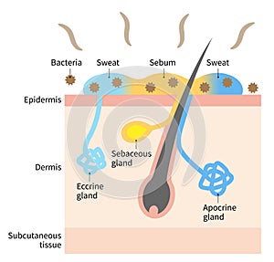 Diagram of body odor and sweat glands. Human skin layer illustration for medical and health care use