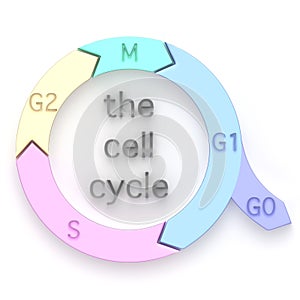 Diagram of the Cell Cycle photo