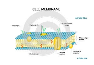 Diagram  of cell membrane,phospholipid bilayers structure