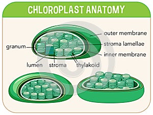 Diagram of Chloroplast Anatomy for Biology and Life Science Education