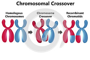 Diagram of chromosomal crossover isolated