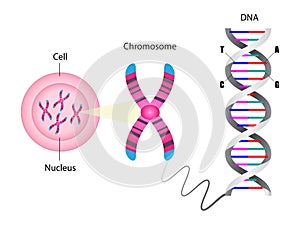 Diagram of chromosome and DNA structure