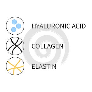 Diagram of collagen, elastin and hyaluronic acid cells photo