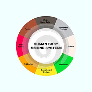Diagram concept with Human Body Immune Systems text and keywords. EPS 10 isolated on white background