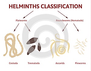 Diagram depicting the class of worms