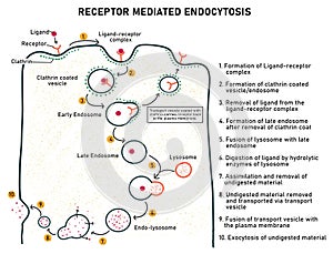 Receptor Mediated Endocytosis photo