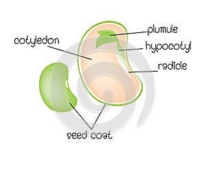 Diagram of a dicotyledon seed