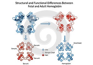 Transformation from fetal to adult hemoglobin, highlighting the distinct