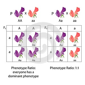Diagram of dominance of peas flowers. Phenotype ratio photo