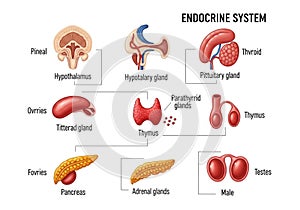 Diagram of the endocrine system featuring labeled glands and