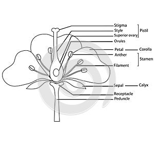 Diagram of a flower