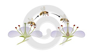 Diagram of flower pollination by an insect photo