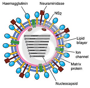 Diagram of flu virus photo