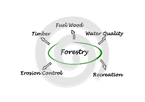 Diagram of Forestry