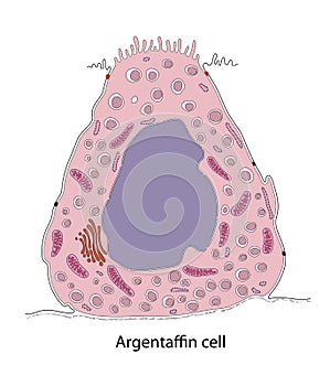 Diagram of gastric argentaffin cell photo