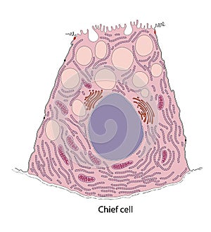 Diagram of gastric chief cell photo