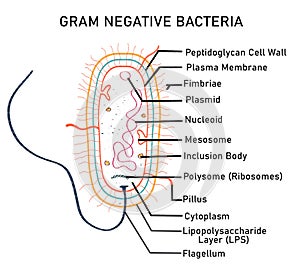 Diagram of gram negative bacteria photo