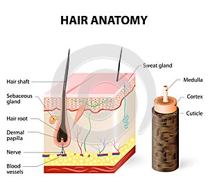 Diagram of a hair follicle in a cross section of skin layers photo