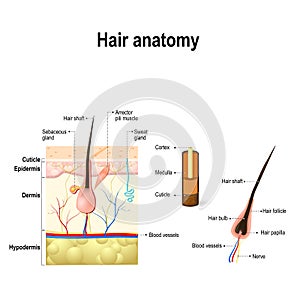 Diagram of a hair follicle in a cross section of skin layers photo